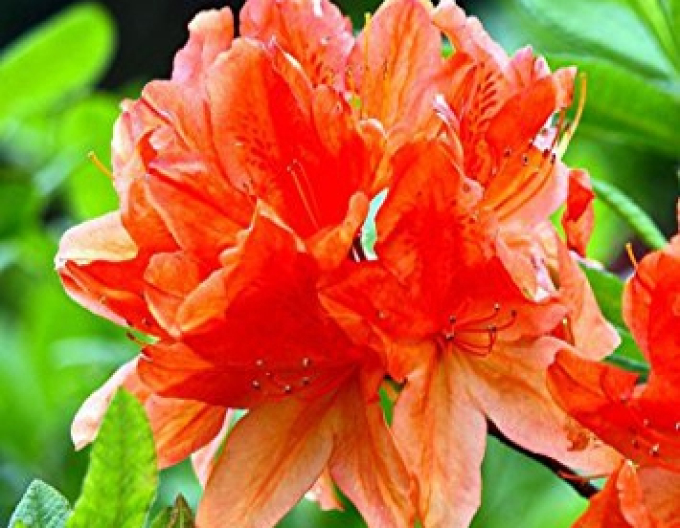 Azalee großblumig Gibraltar