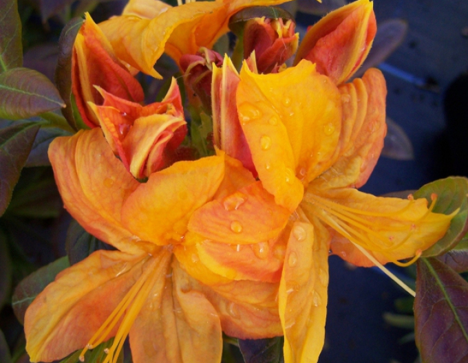 Azalee großblumig Klondyke