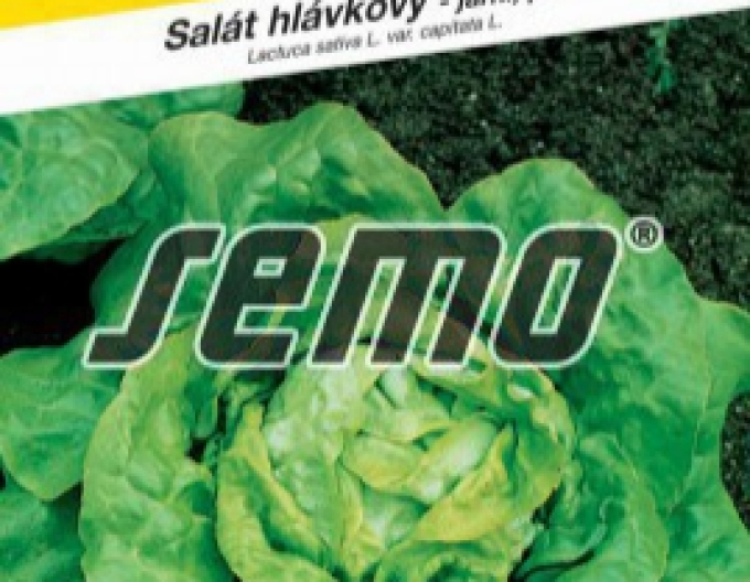 Semo Frühjahrssalat „Král máje I.“