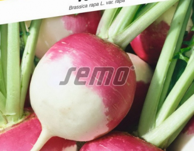 Semo Weißrübe Purple Top White