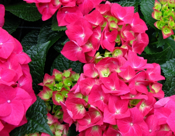 Gartenhortensie Alpengluhen