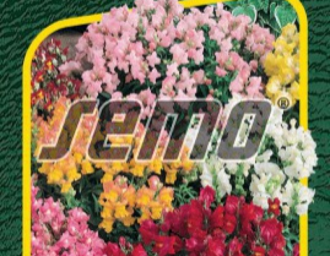 Semo Löwenmäulchen Tom Pouce