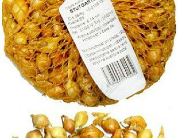 Steckzwiebel Stutgartská 8/16 0,5kg
