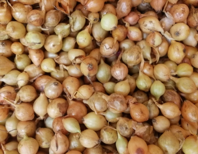 Steckzwiebel Stutgartska  10/21  25kg