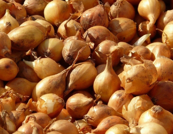 Steckzwiebel Všetana 8/16 0,25kg