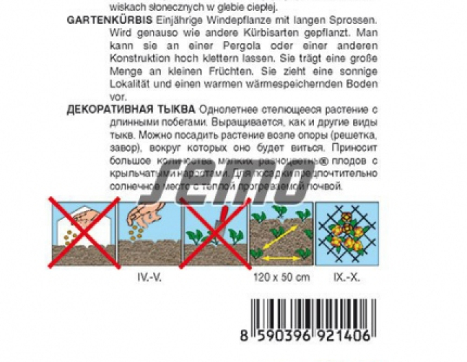 Semo Zierkürbis ‚Engelsflügel‘