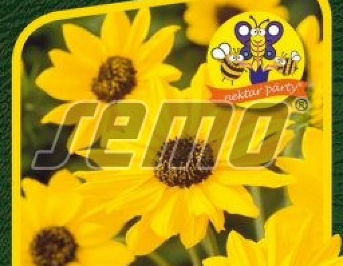 Semo Sonnenblume Sunny Babe