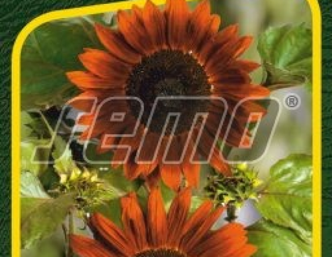 Semo Sonnenblume Claret F1