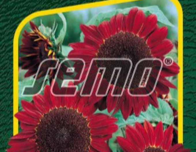 Semo Sonnenblume Rot