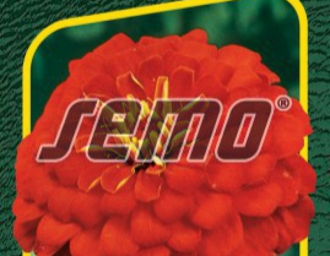 Semo Zinnie Cherry Queen