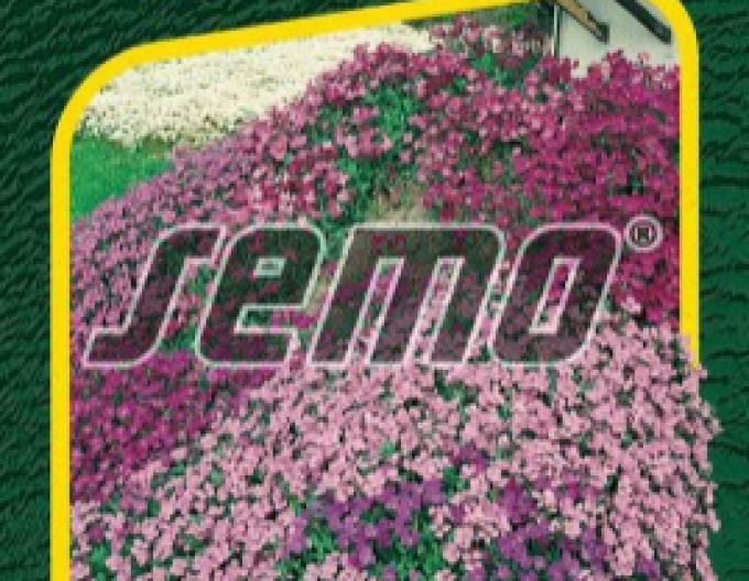 Semo Aubrieta Mix