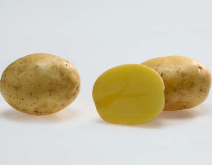 Saatkartoffeln Soraya 5kg