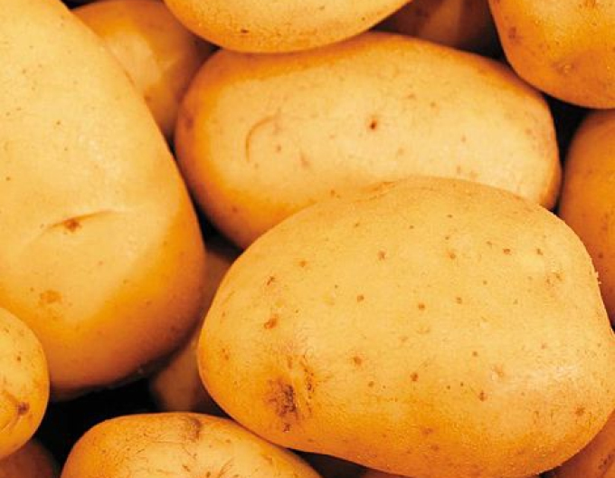 Pflanzkartoffeln Vivaldi 5kg