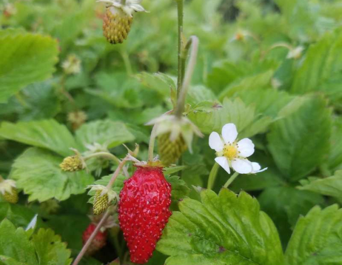 Walderdbeere Alexandria