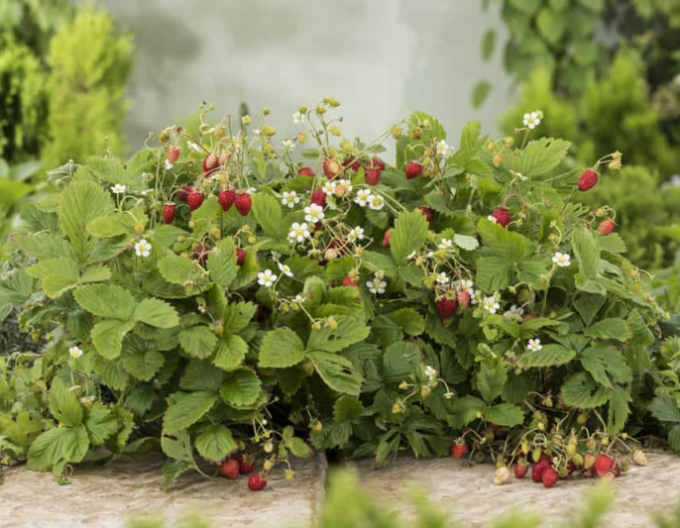 Walderdbeere Alexandria