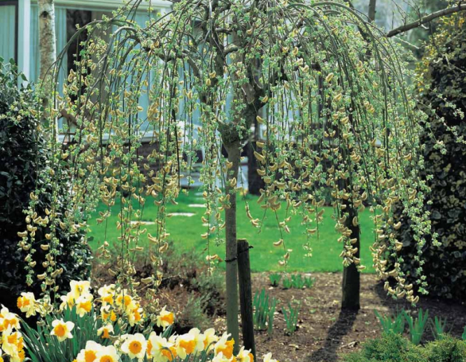 Hänge-Kätzchenweide  Kilmarnock - Stämmchen 120cm