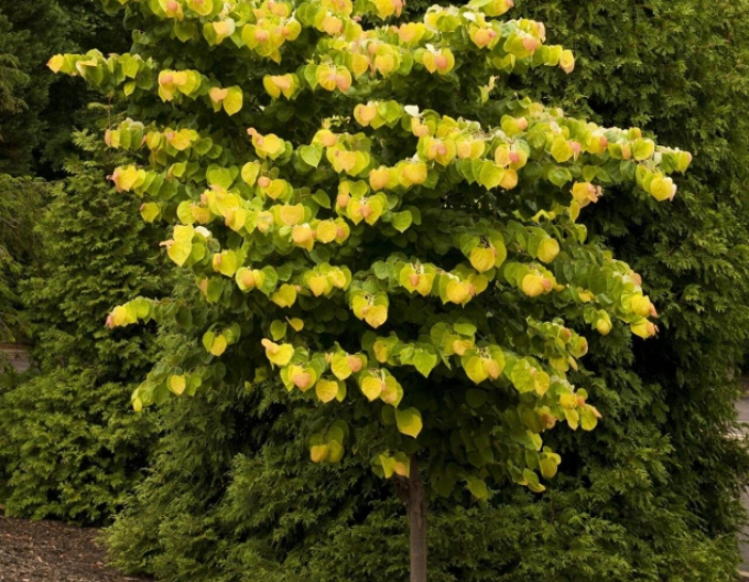 Judasbaum  Rising Sun 80cm