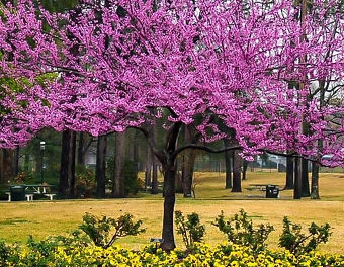 Judasbaum  Rising Sun 80cm