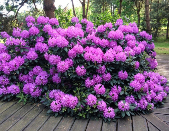 Rhododendron Roseum Elegans