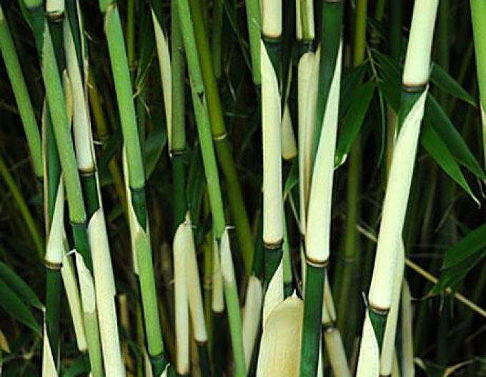 Bambus Fargesia Robusta Pingwu