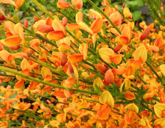 Elfenbein Ginster Apricot Gem