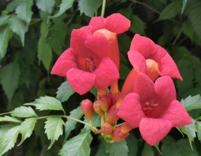 Trompetenblume Gabor