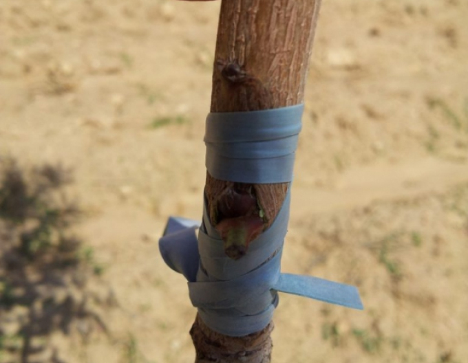 Veredelungsgummi 200x6mm