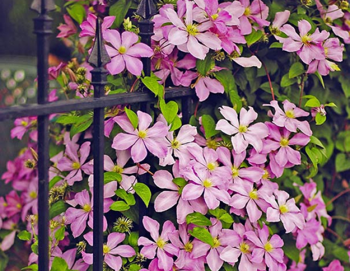 Waldrebe Comtesse de Bouchaud