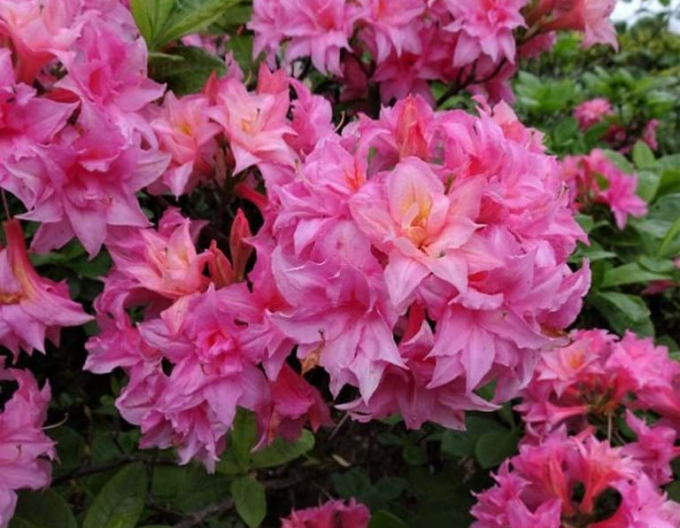 Azalee großblumig Homebush