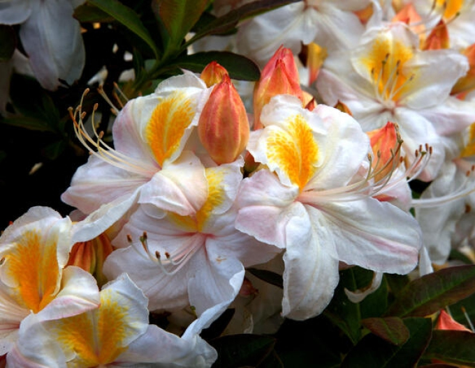 Azalee großblumig Silver Slipper