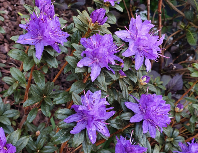 Rhododendron Gletschernacht