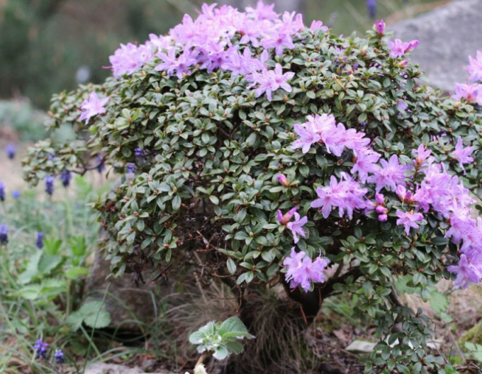 Rhododendron Gletschernacht