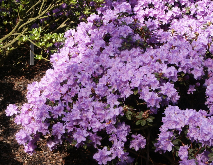 Rhododendron Ramapo