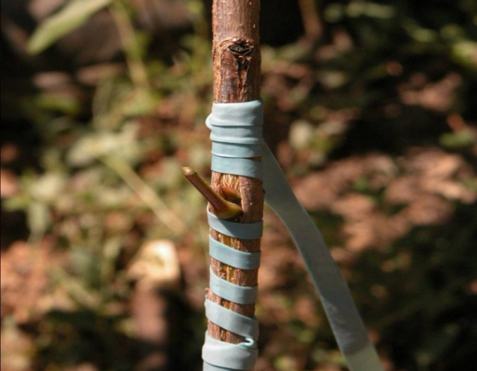 Veredelungsgummi 240x8mm