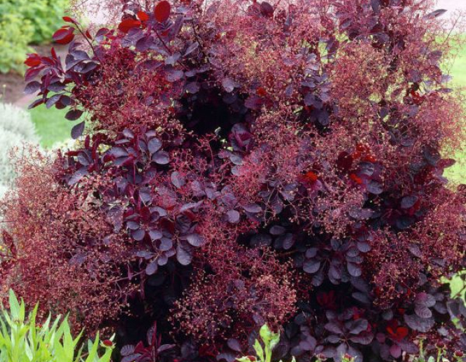 Perückenstrauch Royal Purple 125 - 150cm