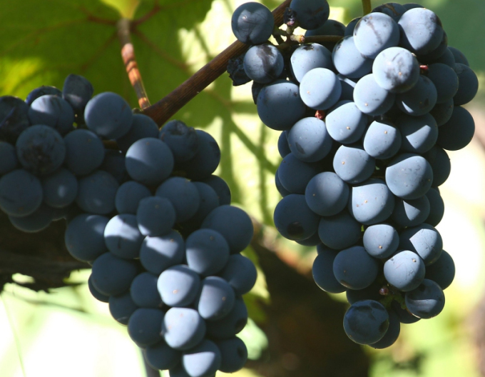 Tafelrebe Nero, wurzelnackt