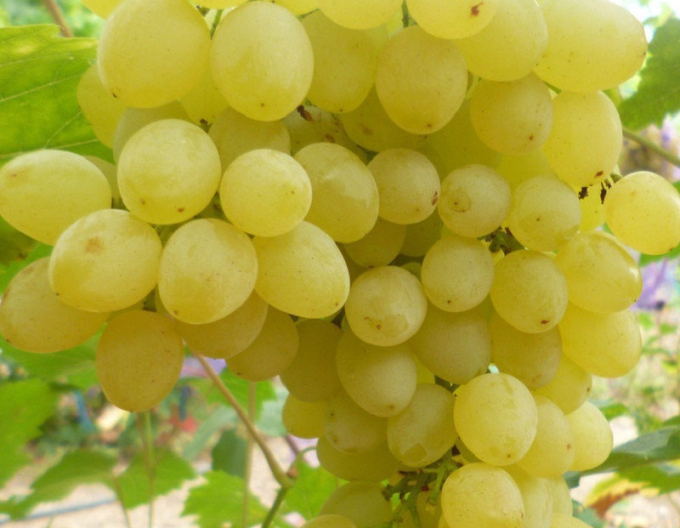 Tafelrebe Prim, wurzelnackt