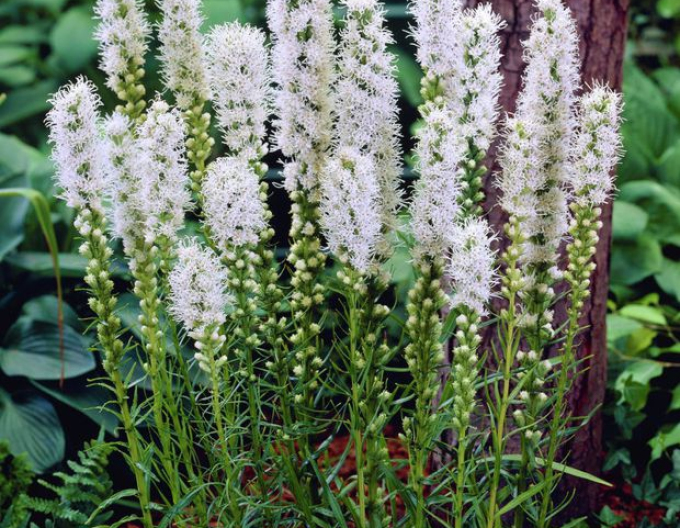 Liatra Floristan Weiß