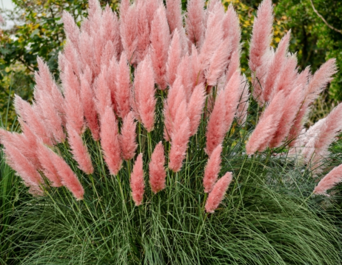 Pampasgras - Cortaderia  Rosea