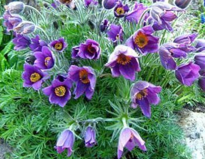 Küchenschelle Pinwheel Blau Violett