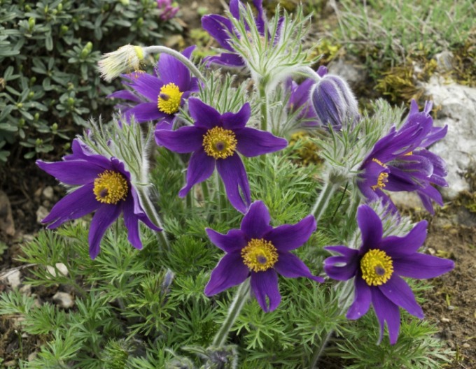 Küchenschelle Pinwheel Blau Violett