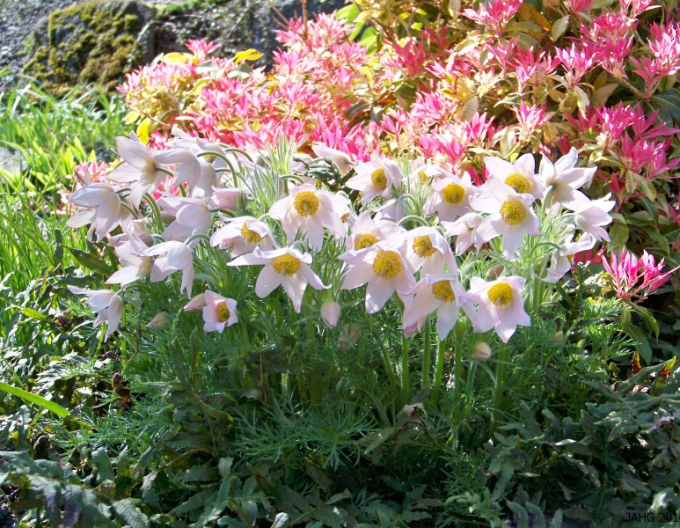 Küchenschelle Pinwheel Weiß