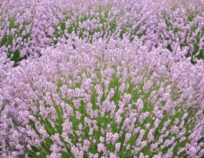 Lavendel Rosea