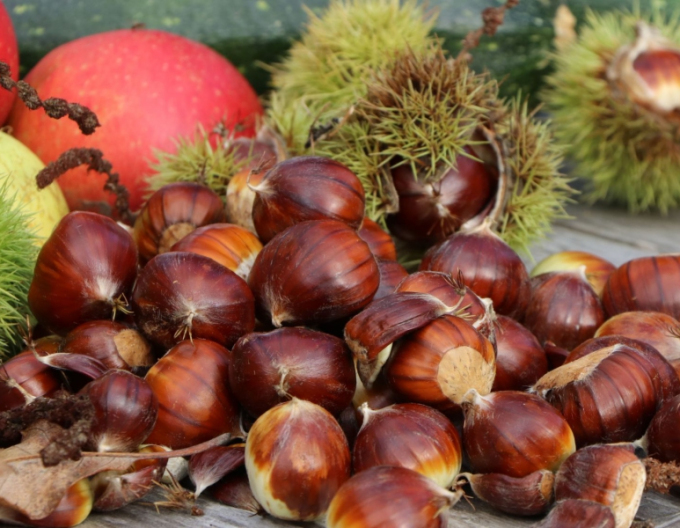 Kastanie Lyon, wurzelnackt