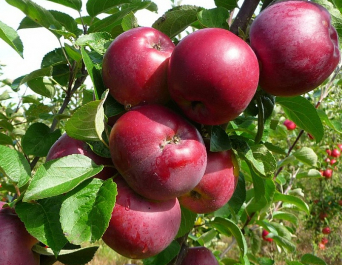 Apfelbaum Spartan 5l