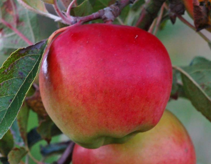 Apfelbaum Prima Herbst, sub. M9, Forts. 5l