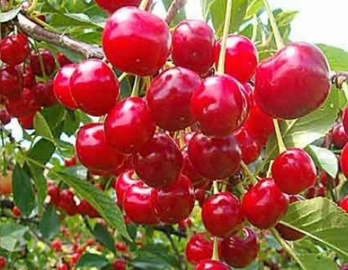 Sauerkirsche Kelleris auf Prunus Mahaleb, wurzelnackt