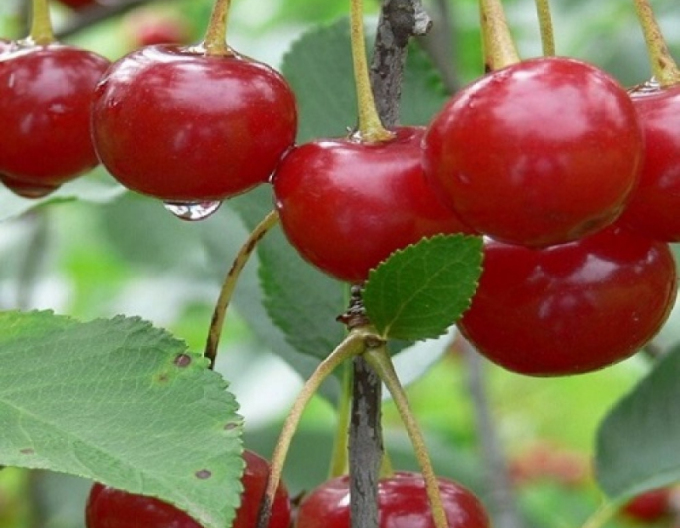 Sauerkirsche Nana auf Prunus Mahaleb, wurzelnackt