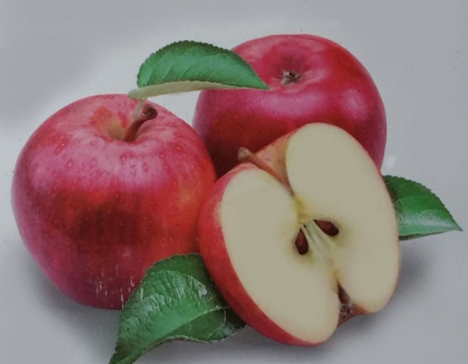 Apfelbaum Discovery auf MM106, cont. 5l