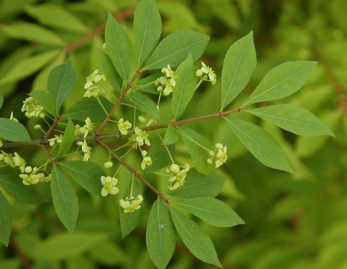 Flügel-Spindelstrauch 40 - 50cm